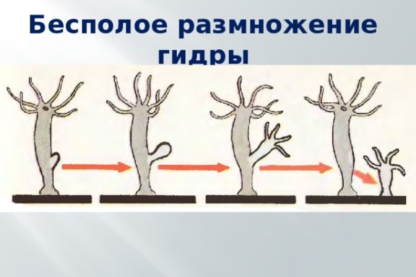 Kraken что это такое