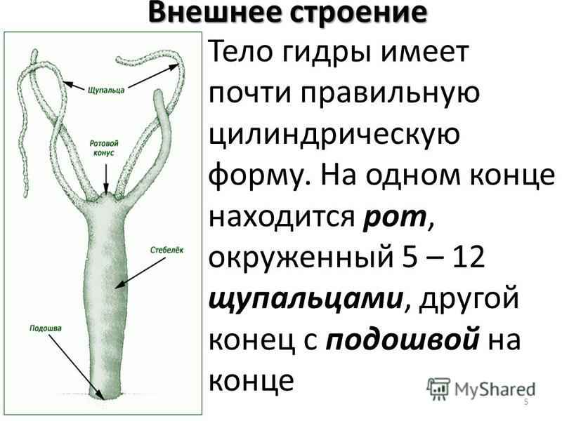 Kraken 13at зеркало